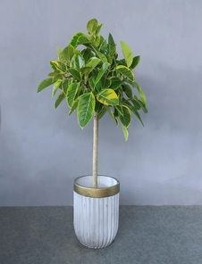 慈溪植物租赁专业